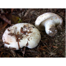 Мицелий Скрипицы / Груздь войлочный (Lactarius vellereus)